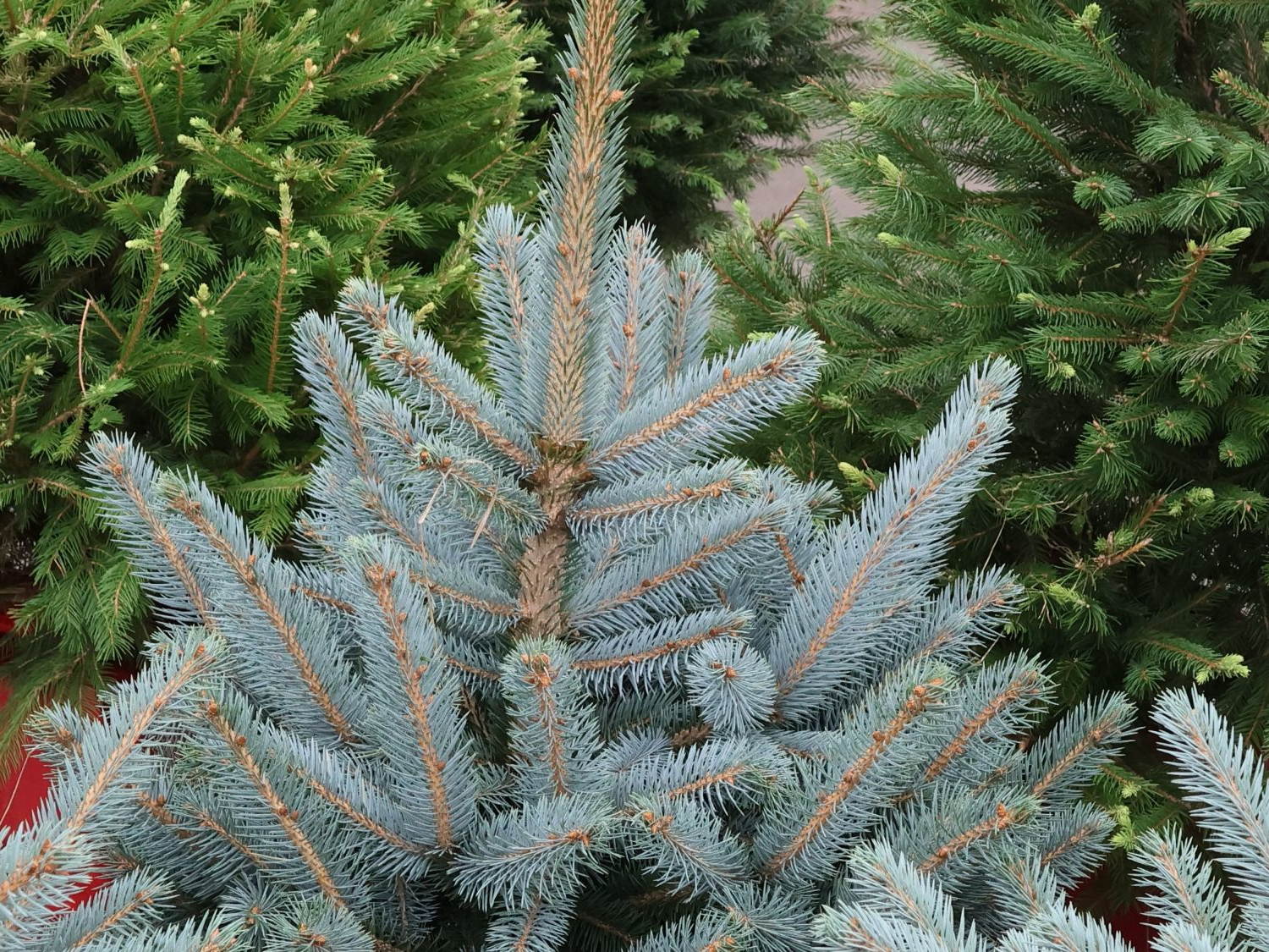 Blauwspar kerstboom 'Super' in pot - Picea pungens 'Super Blue' - 60/175cm