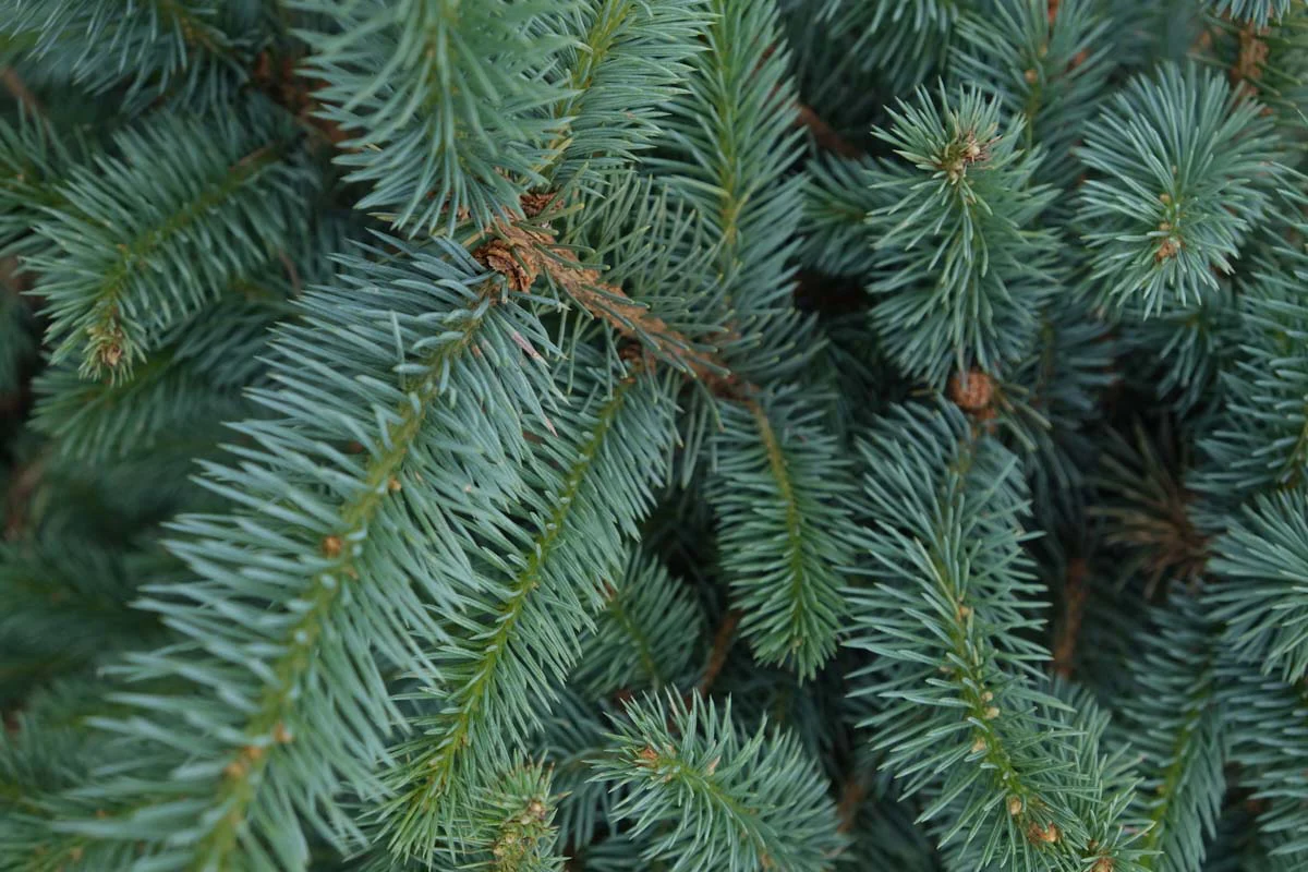 Blauwspar kerstboom 'Super' in pot - Picea pungens 'Super Blue' - 60/175cm