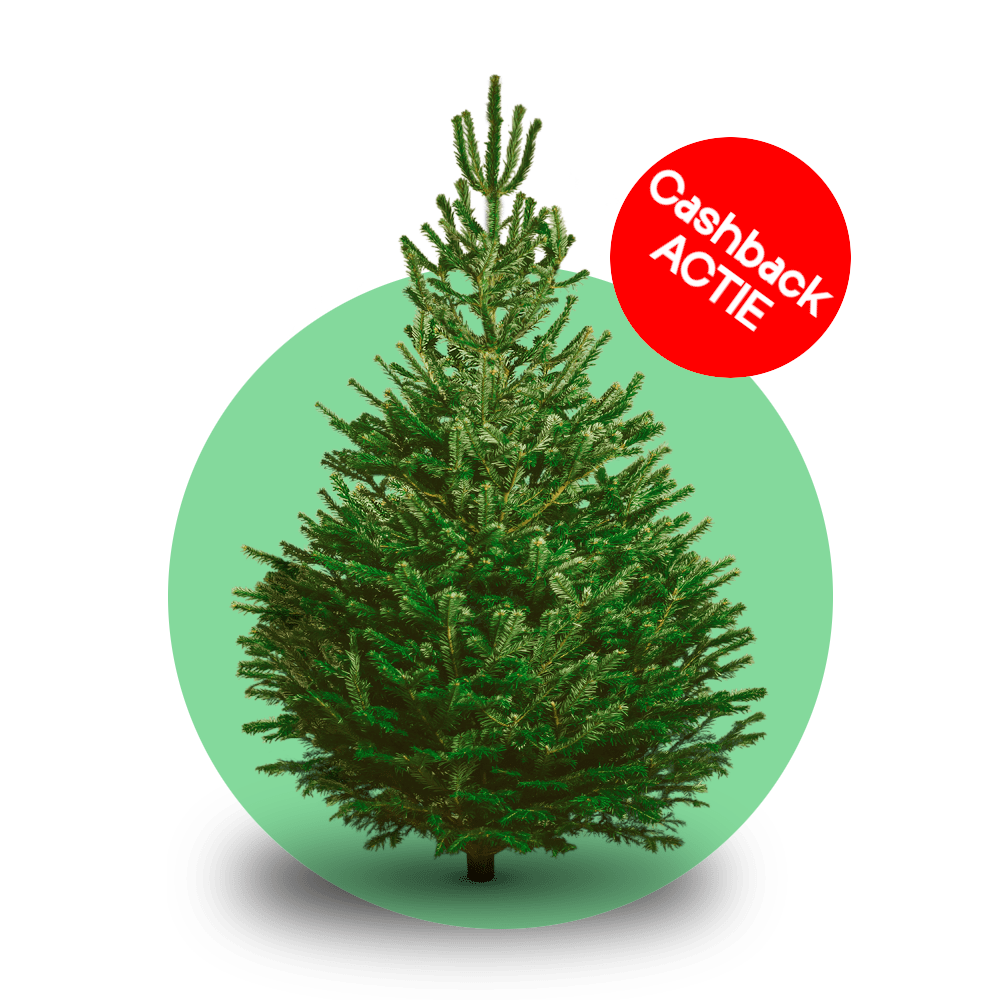 Nordmann kerstboom 'Deluxe' gezaagd - Naaldvaste Scandinavische kerstboom - 100/225cm