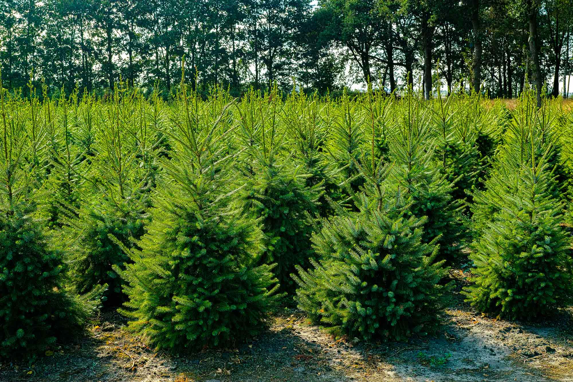 Nordmann kerstboom 'Deluxe' gezaagd - Naaldvaste Scandinavische kerstboom - 100/225cm